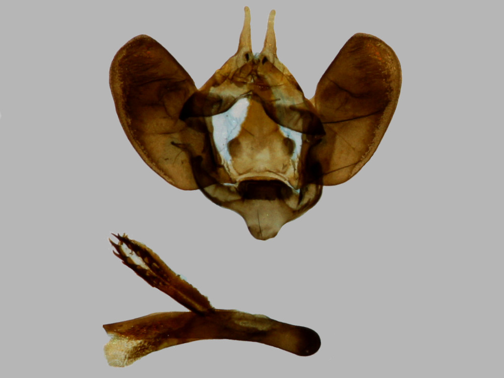 Bild Nr.03983 zum Vergrößern klicken Bild Nr.03983