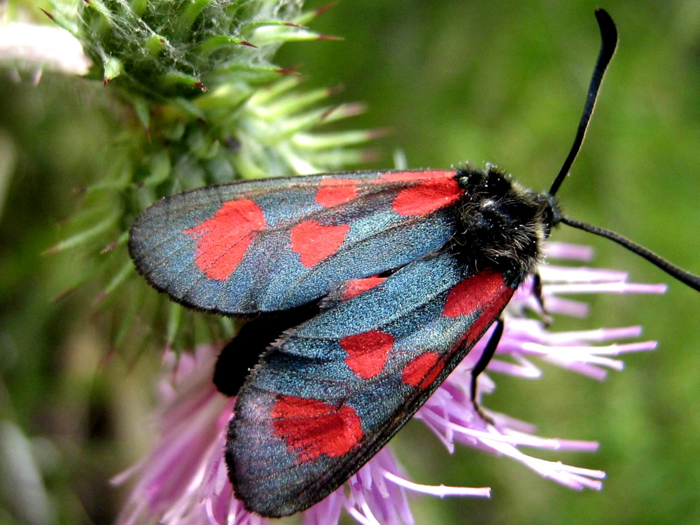 Bild Nr.03983 zum Vergrößern klicken Bild Nr.03983