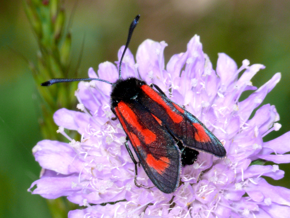 Bild Nr.03983 zum Vergrößern klicken Bild Nr.03983