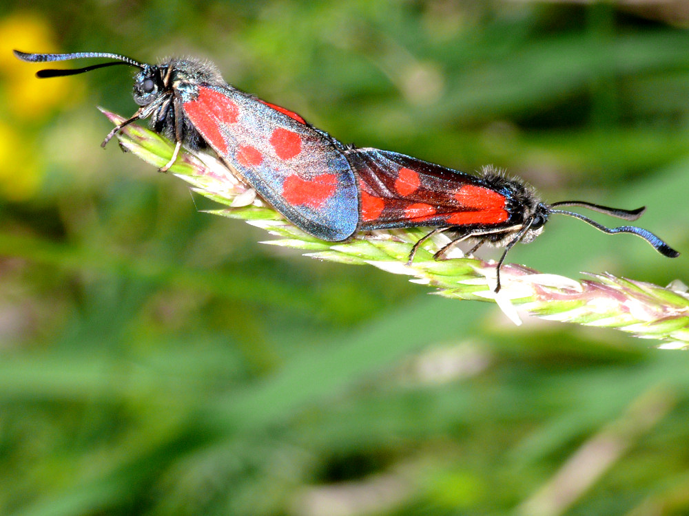 Bild Nr.03983 zum Vergrößern klicken Bild Nr.03983