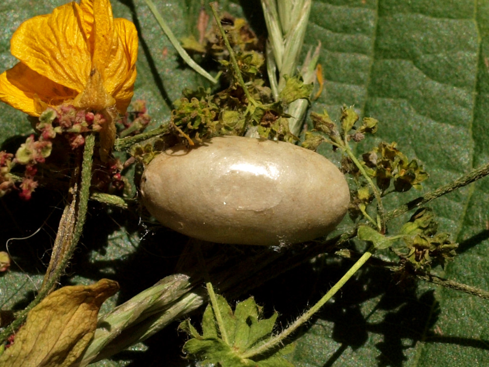 Bild Nr.03983 zum Vergrößern klicken Bild Nr.03983