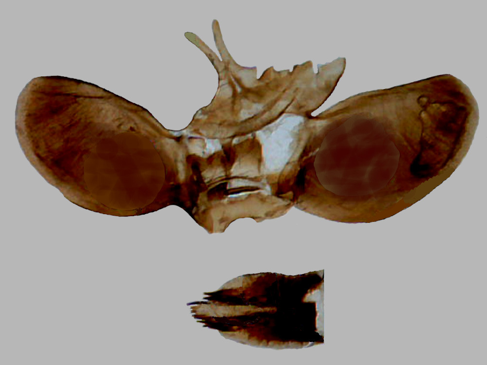 Bild Nr.03992 zum Vergrößern klicken Bild Nr.03992