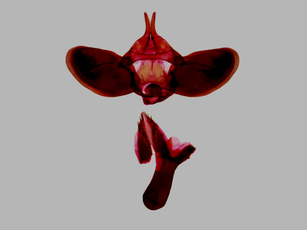 Bild Nr.03992 zum Vergrößern klicken Bild Nr.03992