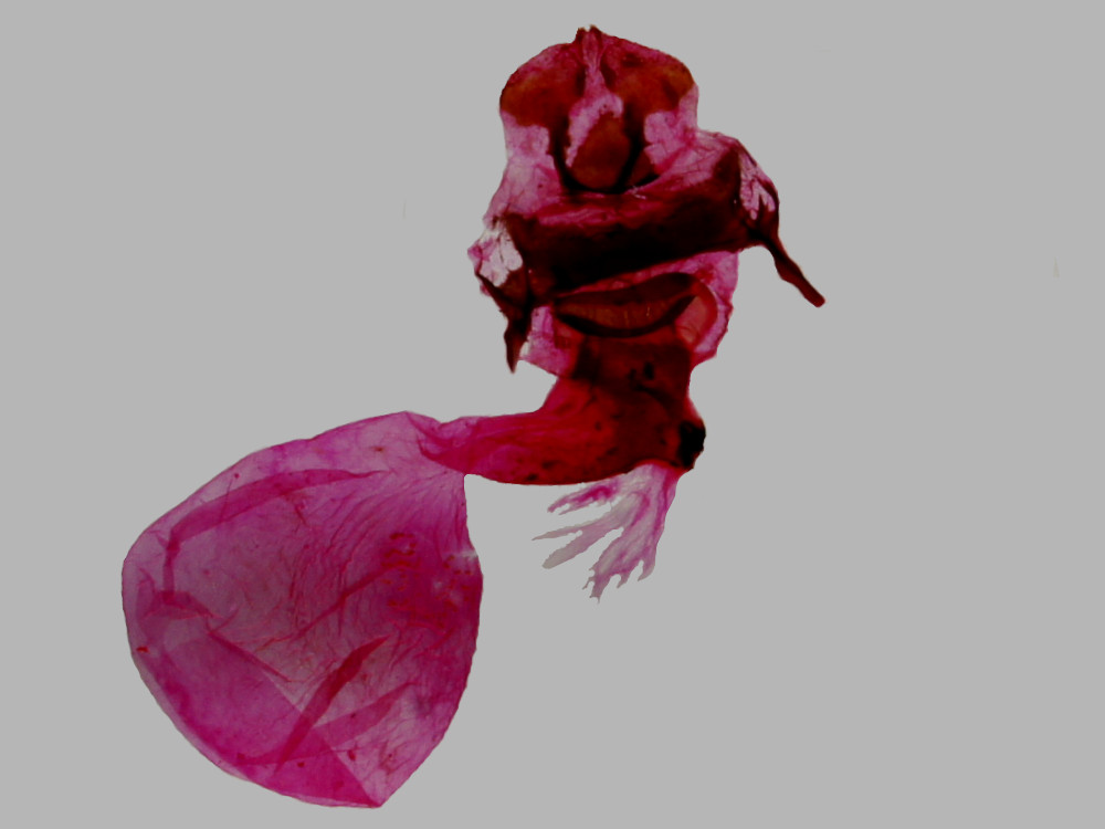 Bild Nr.03992 zum Vergrößern klicken Bild Nr.03992