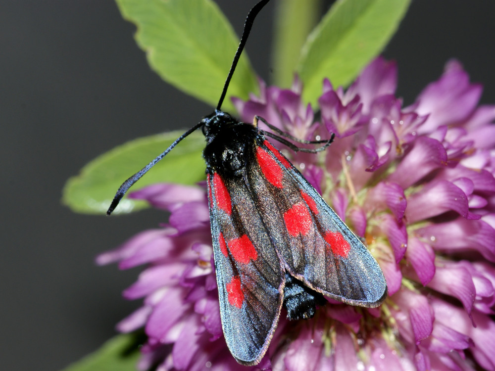 Bild Nr.03992 zum Vergrößern klicken Bild Nr.03992