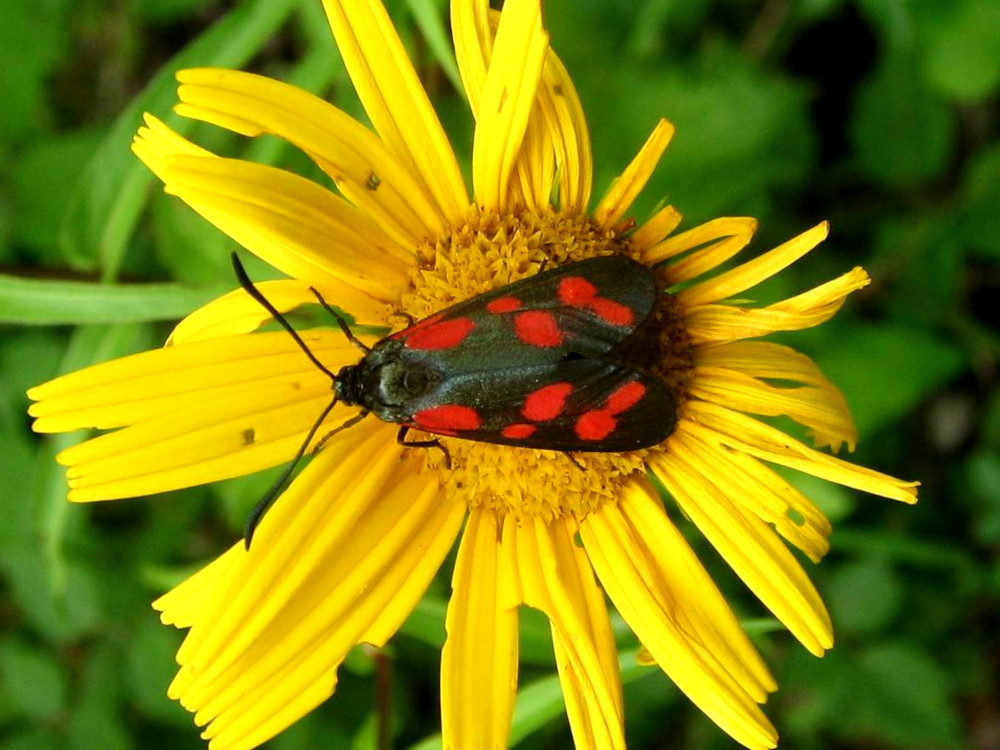 Bild Nr.03992 zum Vergrößern klicken Bild Nr.03992