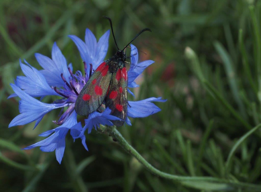 Bild Nr.03992 zum Vergrößern klicken Bild Nr.03992