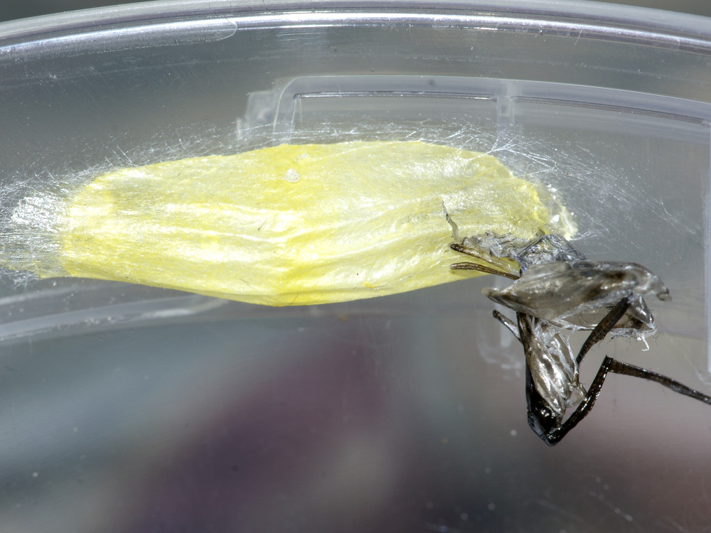 Bild Nr.03992 zum Vergrößern klicken Bild Nr.03992