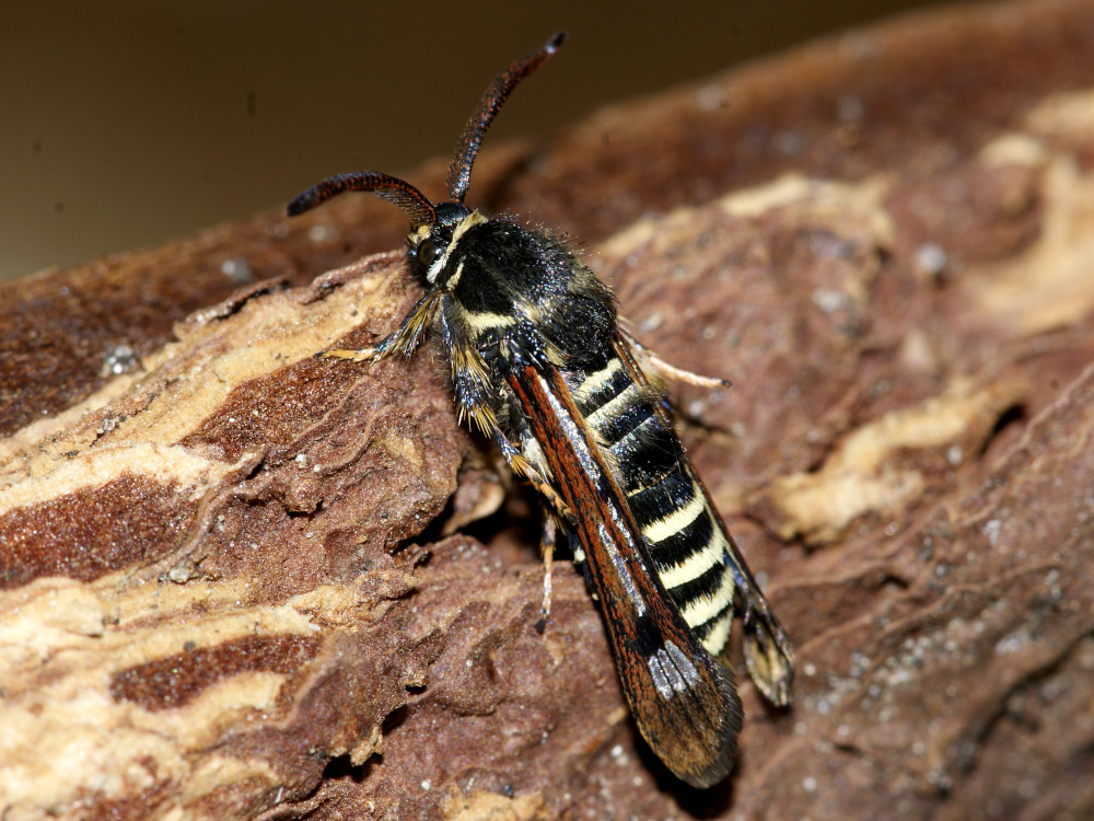 Bild Nr.04026 zum Vergrößern klicken Bild Nr.04026