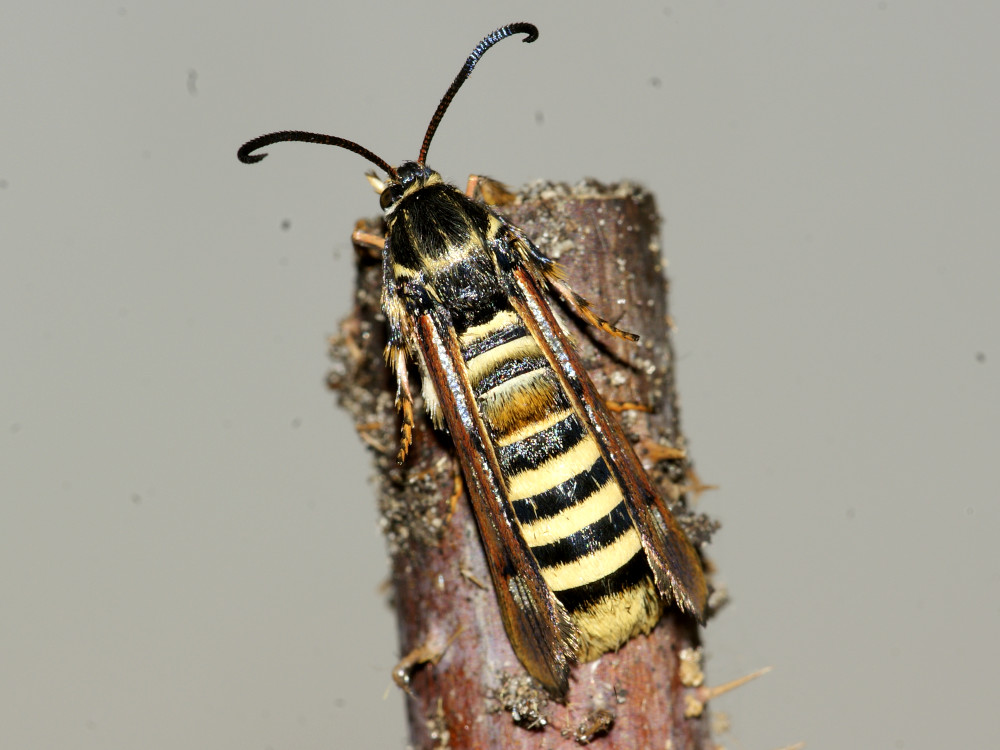 Bild Nr.04026 zum Vergrößern klicken Bild Nr.04026