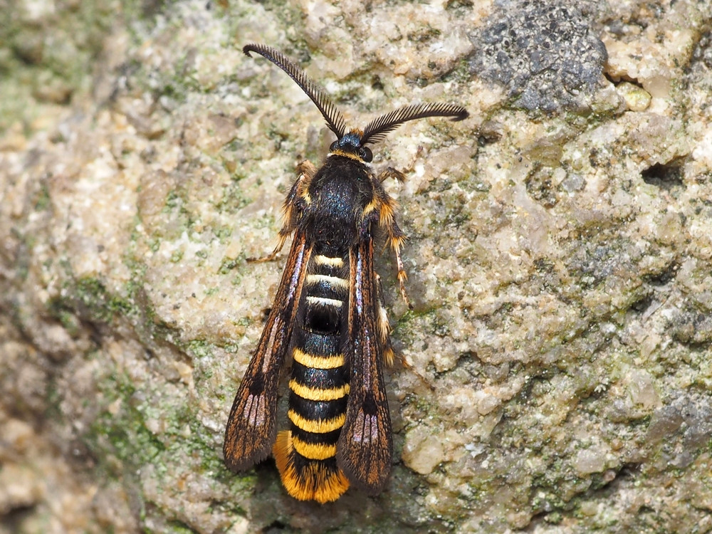 Bild Nr.04026 zum Vergrößern klicken Bild Nr.04026