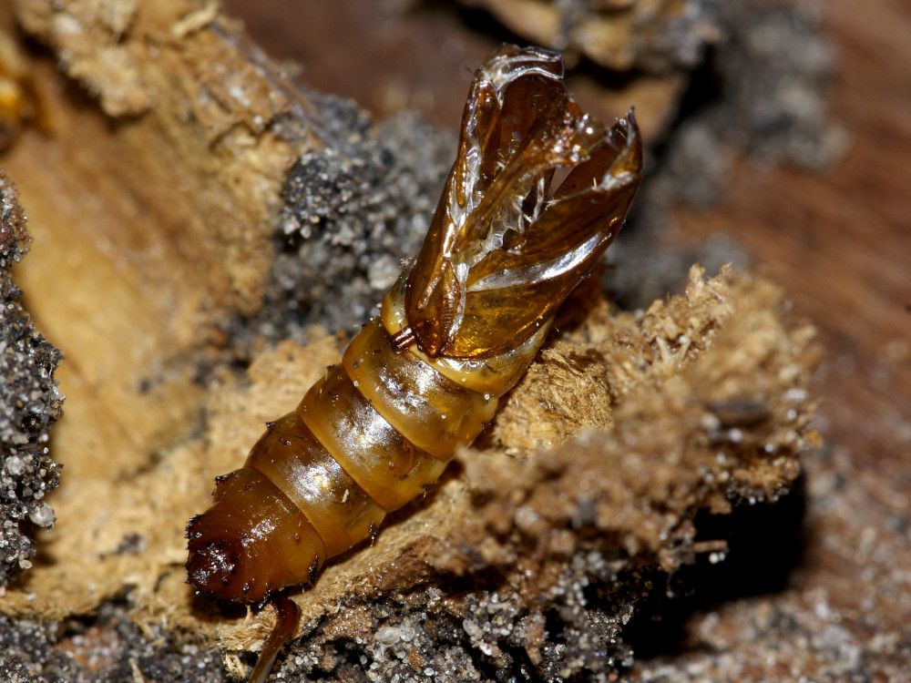 Bild Nr.04026 zum Vergrößern klicken Bild Nr.04026