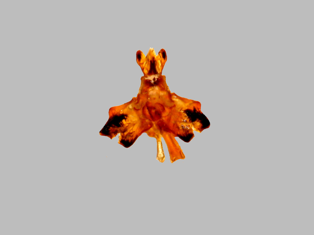 Bild Nr.04030 zum Vergrößern klicken Bild Nr.04030