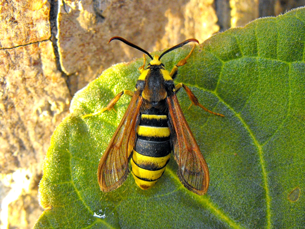 Bild Nr.04030 zum Vergrößern klicken Bild Nr.04030