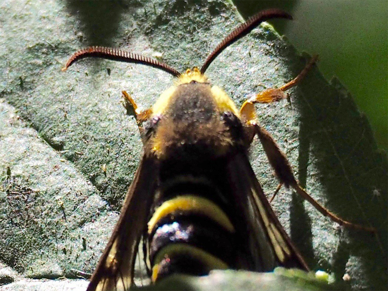 Bild Nr.04030 zum Vergrößern klicken Bild Nr.04030