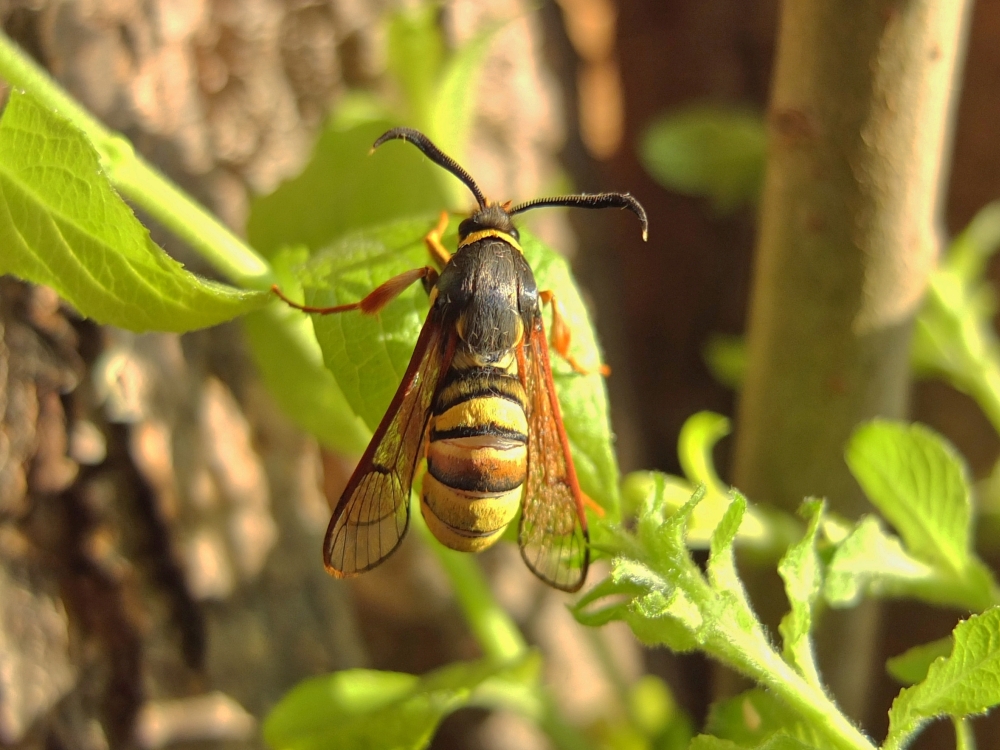 Bild Nr.04032 zum Vergrößern klicken Bild Nr.04032