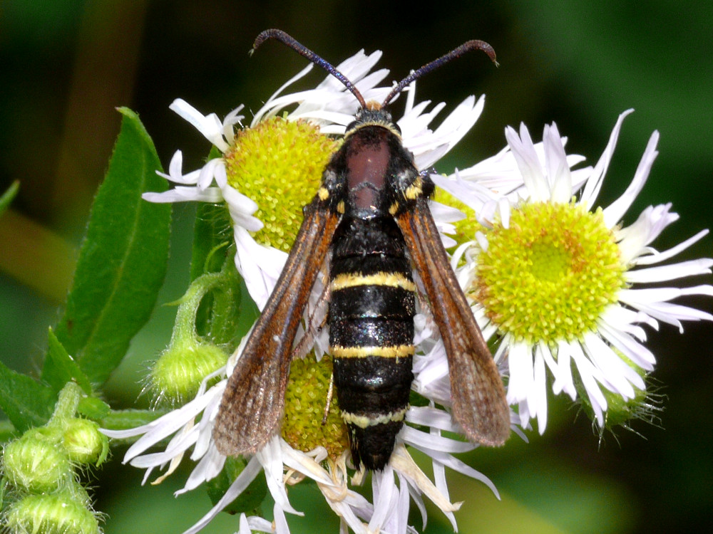 Bild Nr.04039 zum Vergrößern klicken Bild Nr.04039