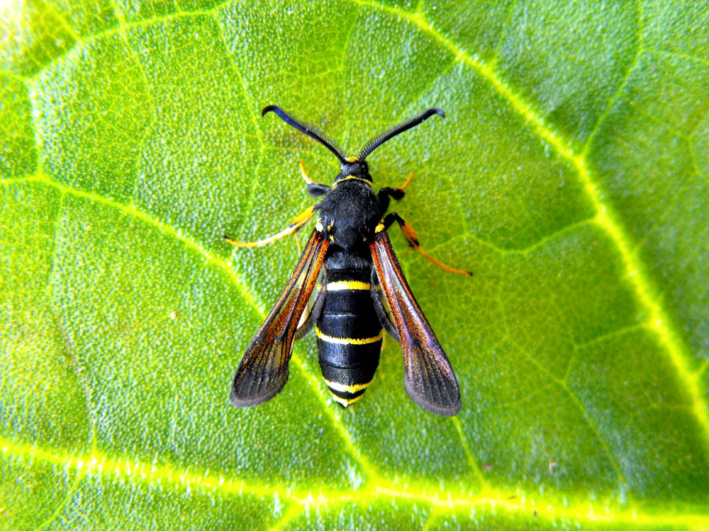 Bild Nr.04039 zum Vergrößern klicken Bild Nr.04039