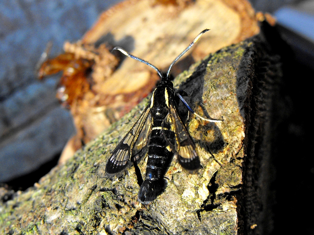 Bild Nr.04045 zum Vergrößern klicken Bild Nr.04045