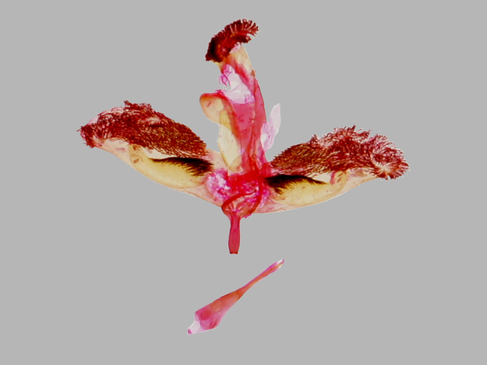 Bild Nr.04048 zum Vergrößern klicken Bild Nr.04048