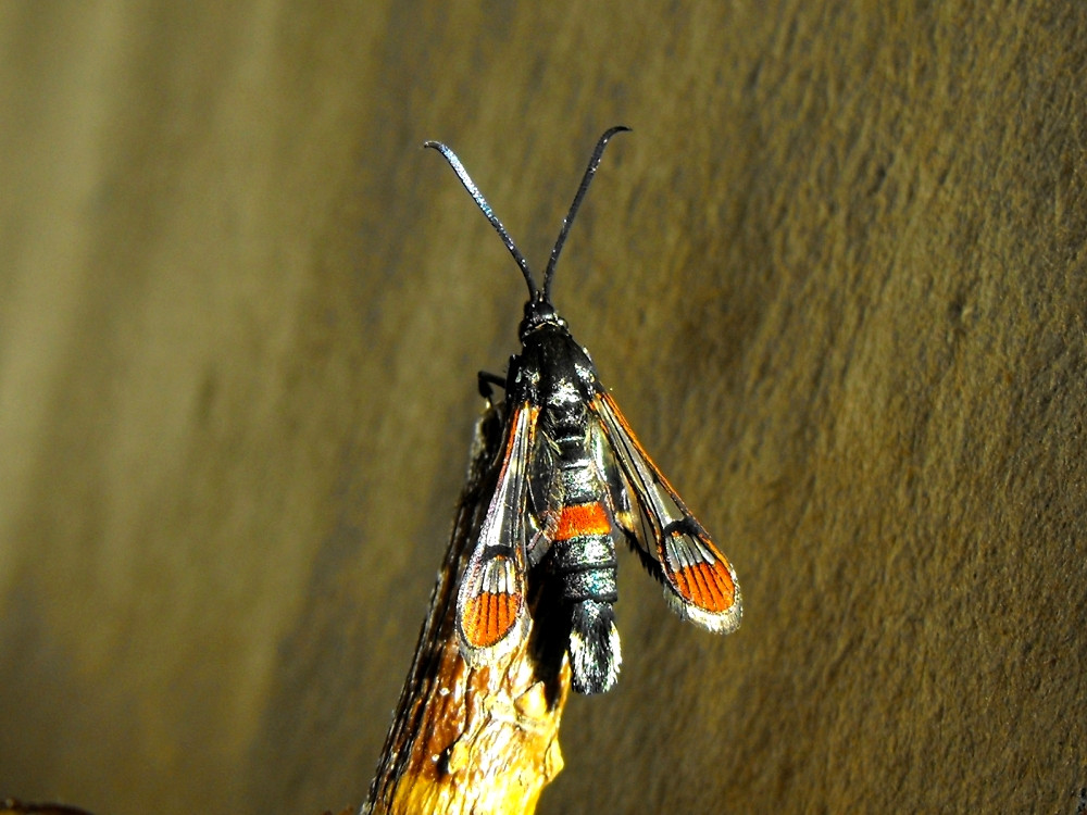 Bild Nr.04051 zum Vergrößern klicken Bild Nr.04051