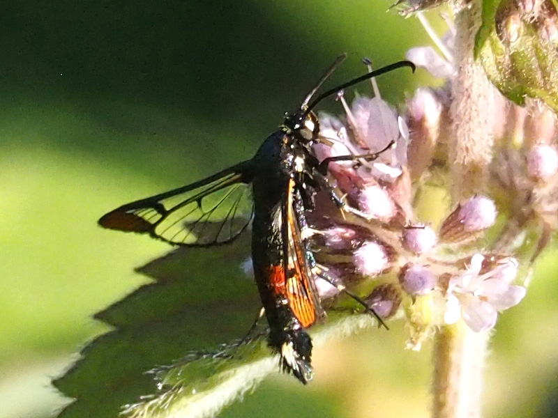 Bild Nr.04051 zum Vergrößern klicken Bild Nr.04051