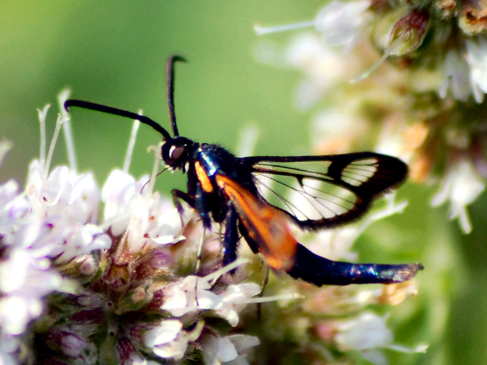 Bild Nr.04060 zum Vergrößern klicken Bild Nr.04060