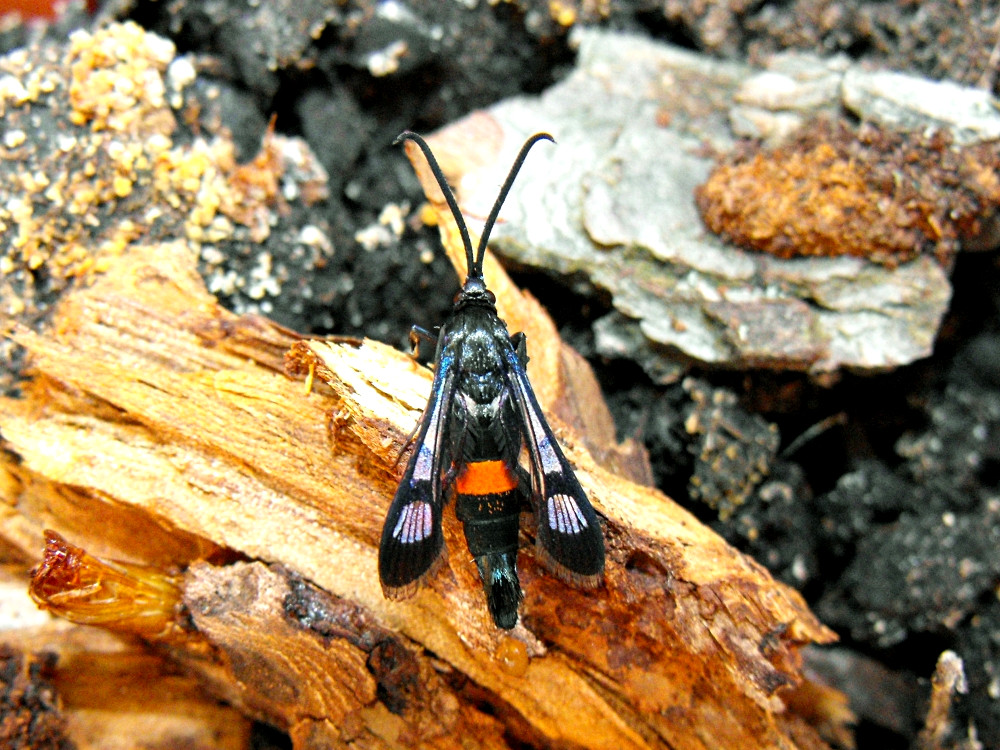 Bild Nr.04060 zum Vergrößern klicken Bild Nr.04060