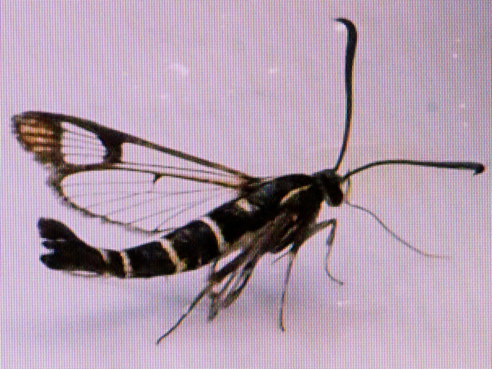 Bild Nr.04063 zum Vergrößern klicken Bild Nr.04063