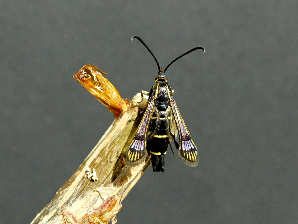 Bild Nr.04064 zum Vergrößern klicken Bild Nr.04064