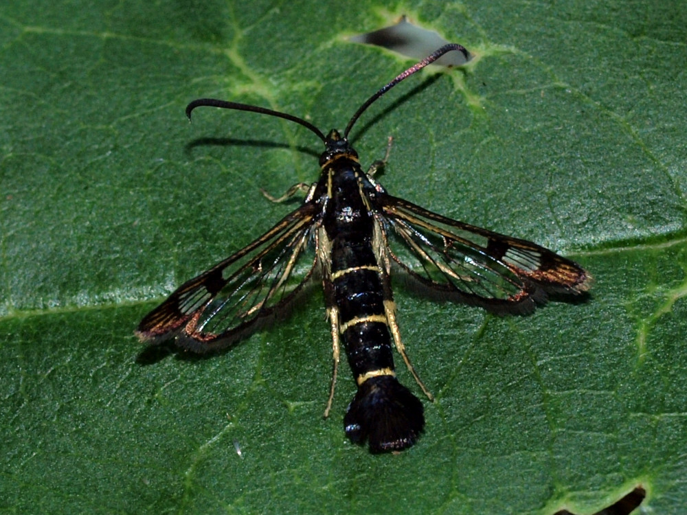 Bild Nr.04064 zum Vergrößern klicken Bild Nr.04064