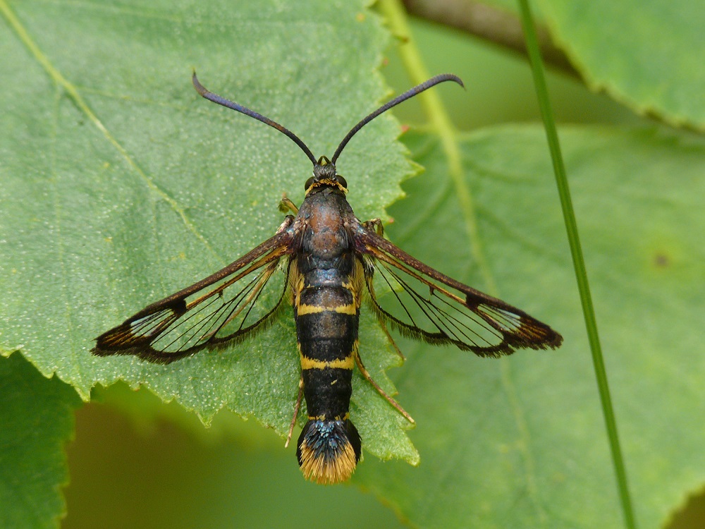 Bild Nr.04066 zum Vergrößern klicken Bild Nr.04066