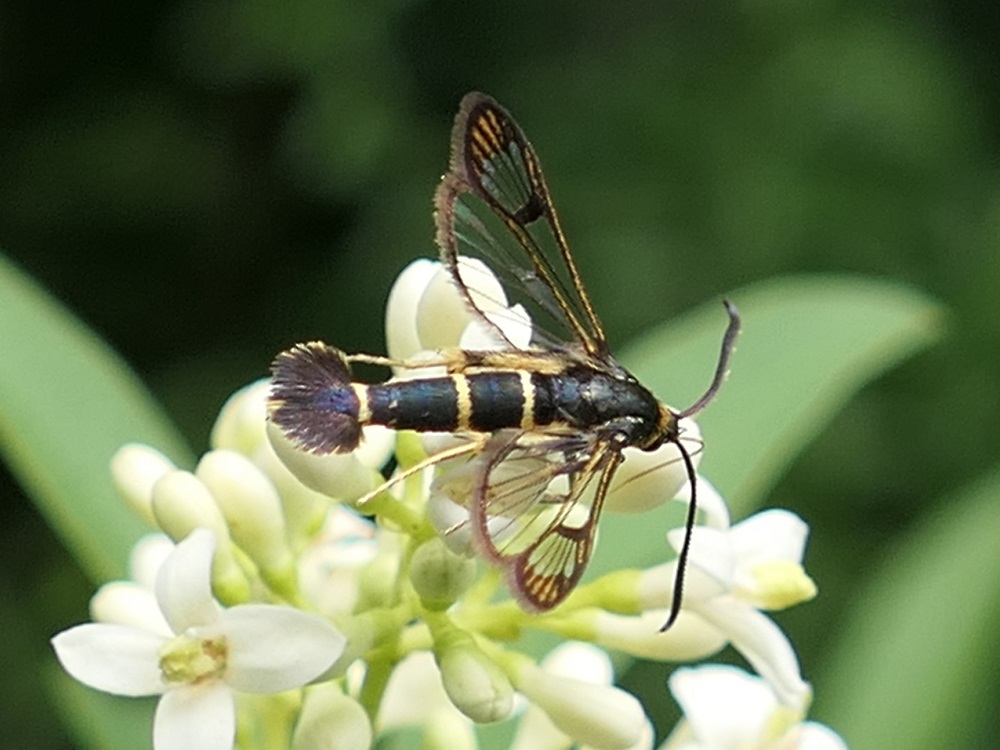 Bild Nr.04066 zum Vergrößern klicken Bild Nr.04066