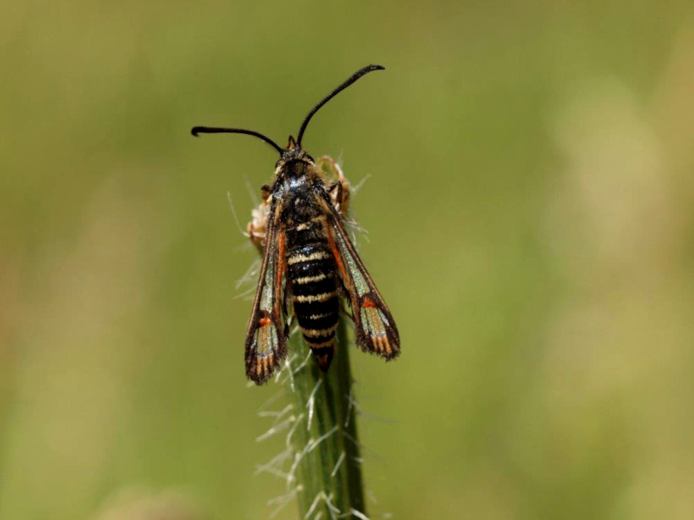 Bild Nr.04070 zum Vergrößern klicken Bild Nr.04070