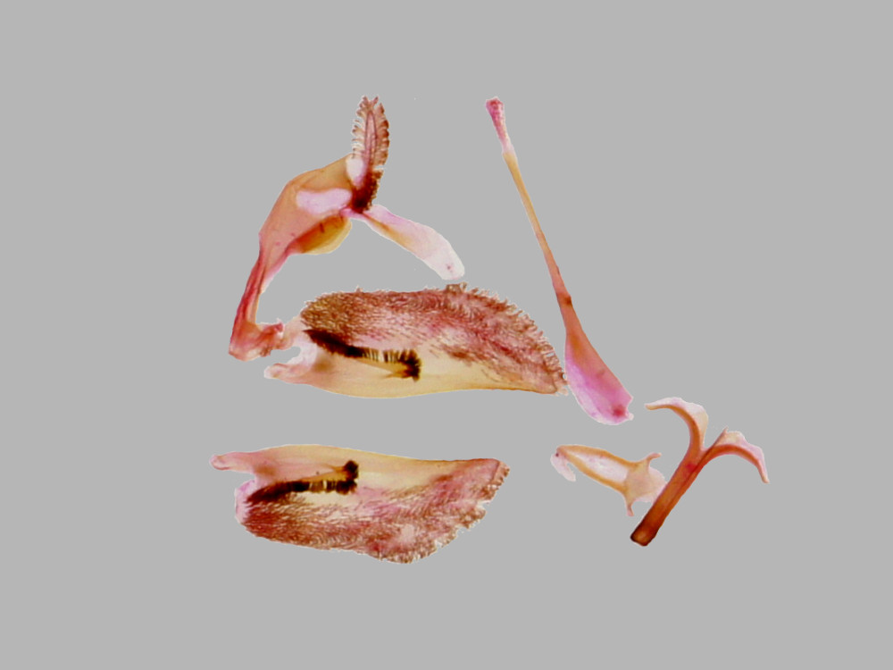 Bild Nr.04094 zum Vergrößern klicken Bild Nr.04094