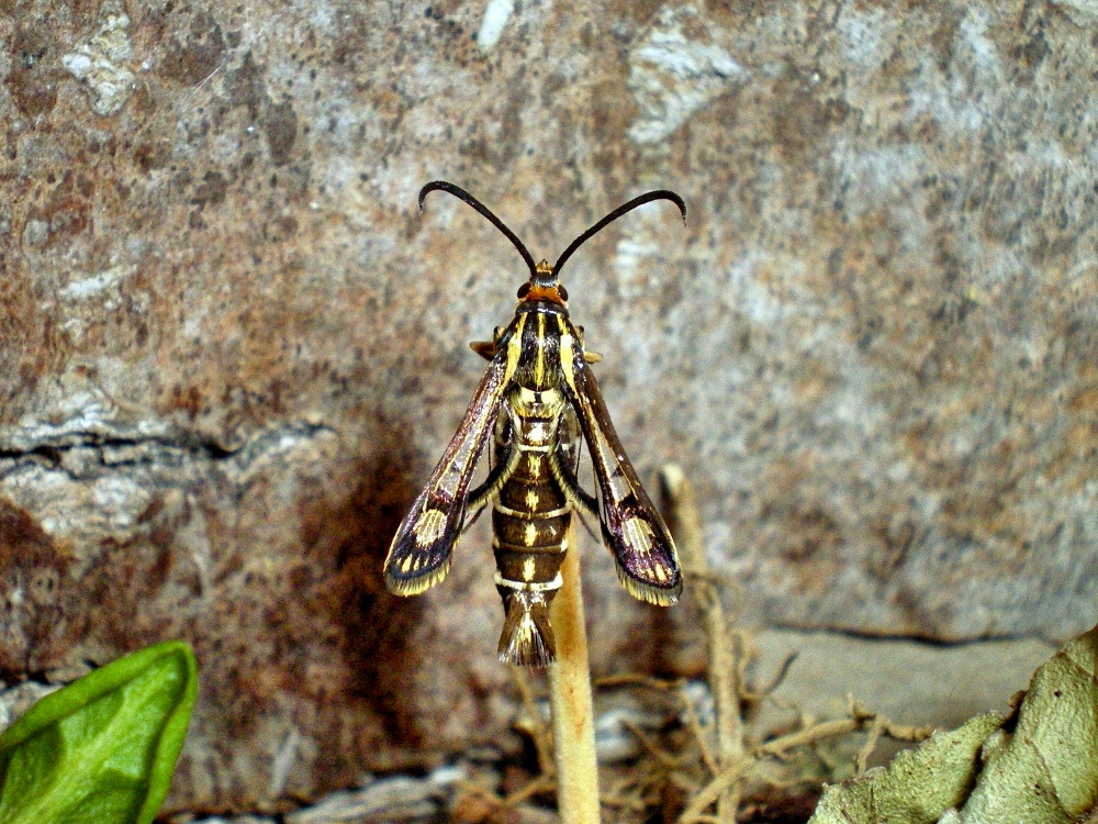 Bild Nr.04094 zum Vergrößern klicken Bild Nr.04094