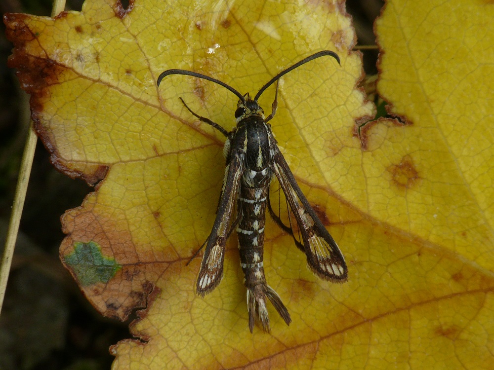 Bild Nr.04094 zum Vergrößern klicken Bild Nr.04094