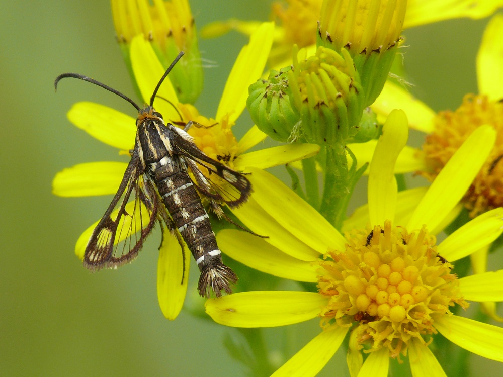 Bild Nr.04094 zum Vergrößern klicken Bild Nr.04094