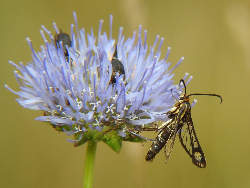 Bild Nr.04094 zum Vergrößern klicken Bild Nr.04094