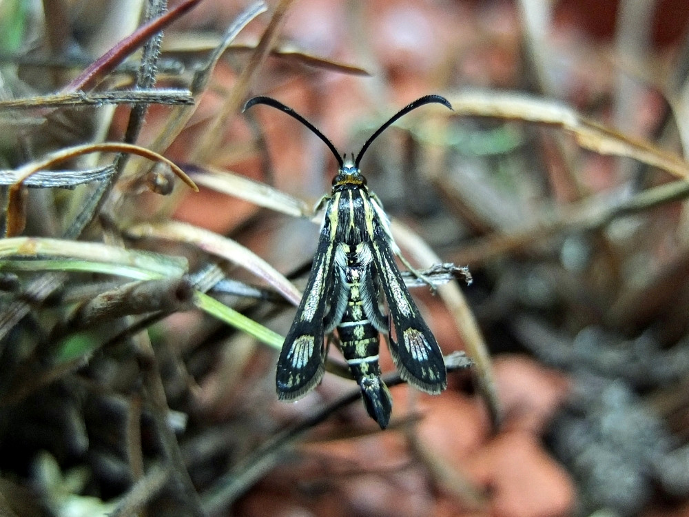 Bild Nr.04098 zum Vergrößern klicken Bild Nr.04098