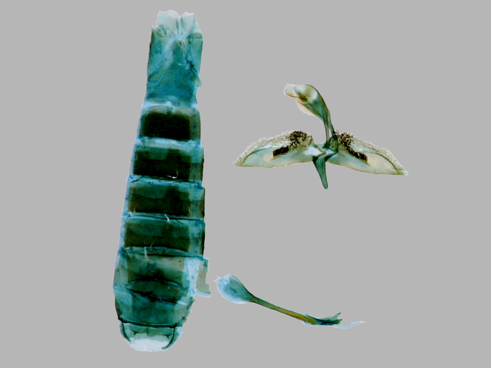 Bild Nr.04140 zum Vergrößern klicken Bild Nr.04140