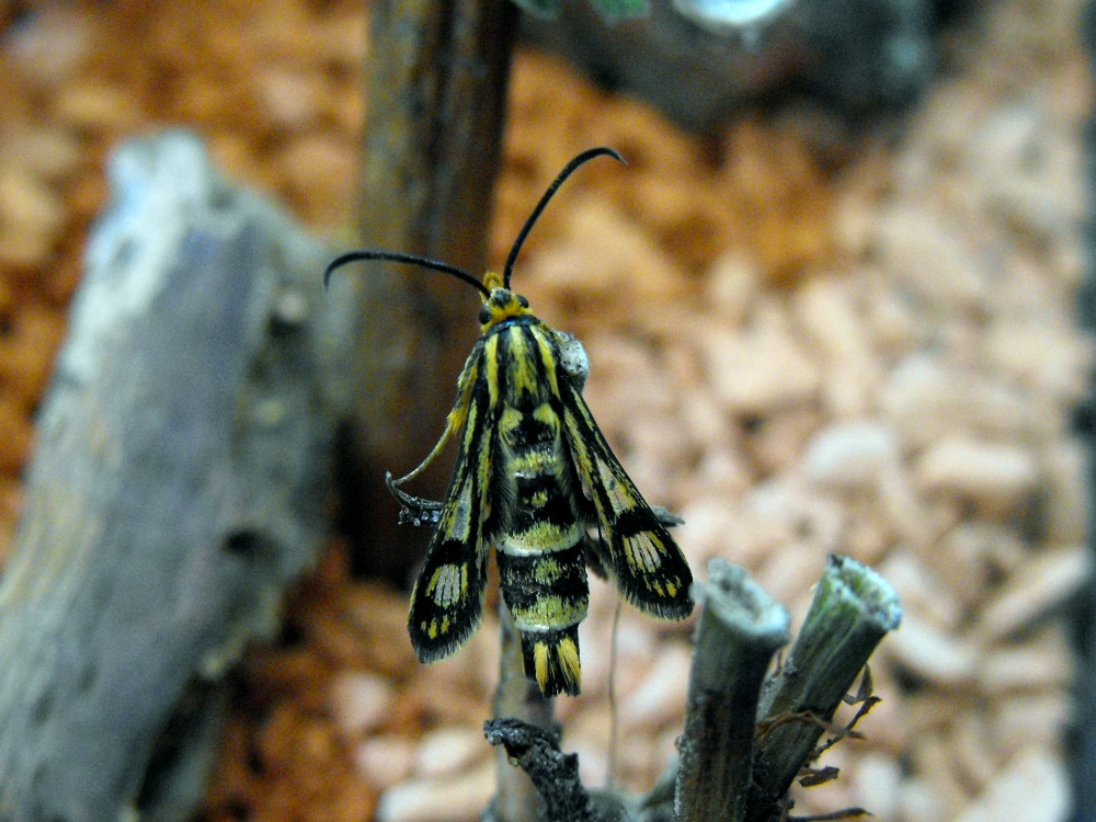 Bild Nr.04140 zum Vergrößern klicken Bild Nr.04140