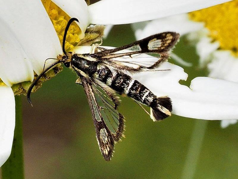 Bild Nr.04140 zum Vergrößern klicken Bild Nr.04140