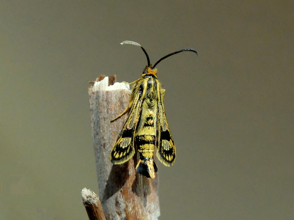 Bild Nr.04142 zum Vergrößern klicken Bild Nr.04142