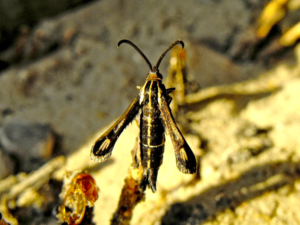 Bild Nr.04144 zum Vergrößern klicken Bild Nr.04144