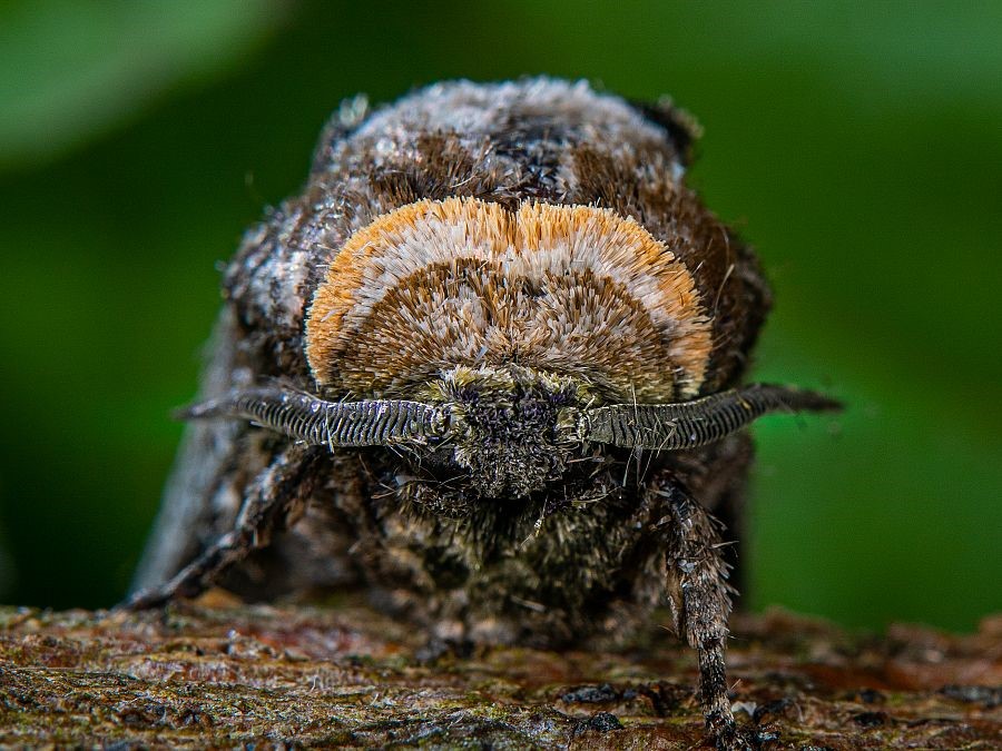 Bild Nr.04151 zum Vergrößern klicken Bild Nr.04151