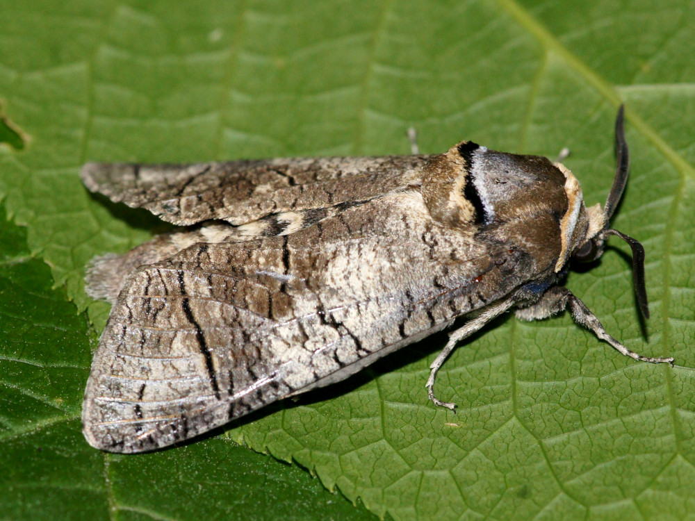 Bild Nr.04151 zum Vergrößern klicken Bild Nr.04151