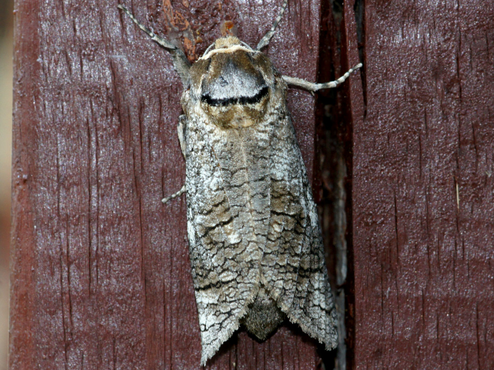 Bild Nr.04151 zum Vergrößern klicken Bild Nr.04151