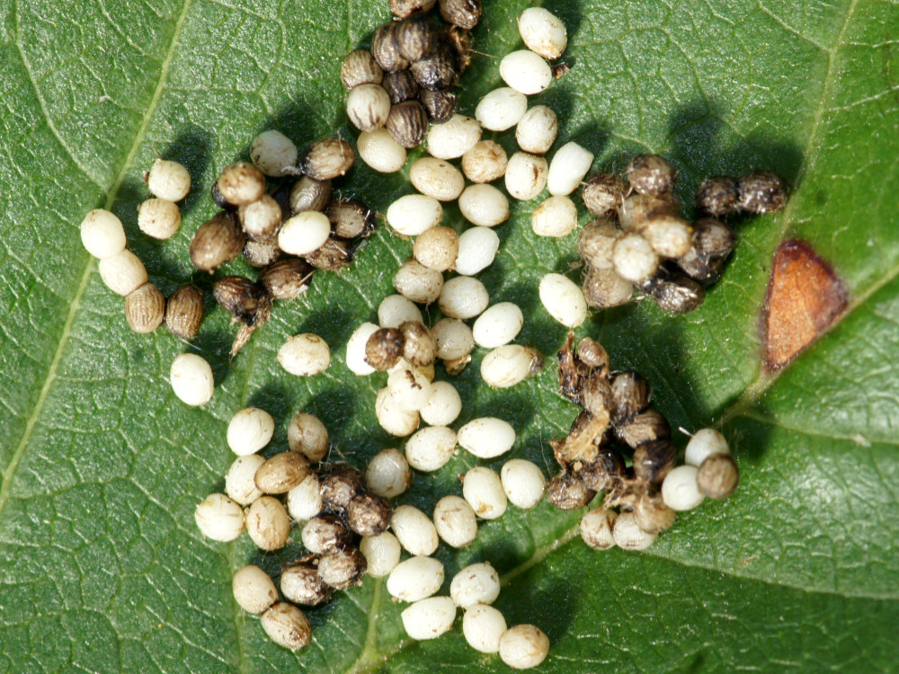 Bild Nr.04151 zum Vergrößern klicken Bild Nr.04151