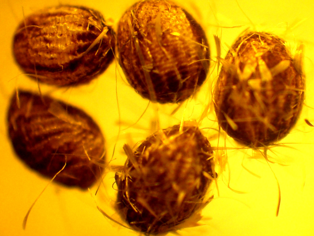 Bild Nr.04151 zum Vergrößern klicken Bild Nr.04151